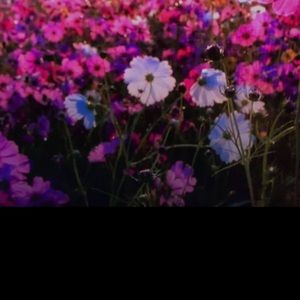 Meet your Posher, Valerie